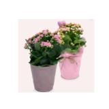 Blühpflanze Valentin Kalandiva im Zinkeimer HOFER 1 Stück