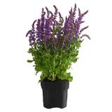 Gartensalbei Topf Ø 19 cm Dehner 1 Stück