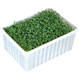 BIO Grünkresse, Preisangabe ohne MwSt. (Preis inkl. MwSt. 1,09 €), METRO 100 Gramm 1 Packung