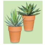 Promotion Bild von WÜSTENMIX Agave Terrakotta-Topf,  Ø 25 cm, H ca. 35 - 45 cm HOFER 1 Stück
