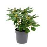 Rhododendronbusch versch. Blütenfarben HOFER 1 Stück