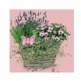 Bepflanze Arrangements und Premium-Ampeln Korb Herzform, Metallwanne Pink oder Lavendel HOFER 1 Stück