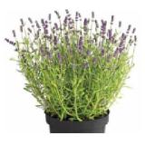 Dehner Lavendel Topf Ø19 cm Dehner 1 Stück