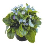 Vergissmeinnicht 42776588 BayWa 1 Stück