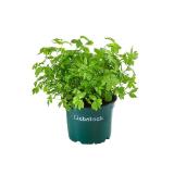 Bioland Bio Liebstock Dehner 1 Stück