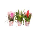 Bromelien Mix in Geschenkverpackung div. Farben/Sorten Penny 1 Stück