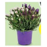 Schopflavendel-Trio, Ø Topf: 19 cm HOFER 1 Stück