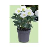 Schneerose HOFER 1 Stück