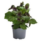 Dehner Gourmet Garten Strauchbasilikum 'Magic Blue' Dehner 1 Stück