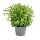 Dehner Gourmet Garten Oregano Topf Ø 14 cm Dehner 1 Stück