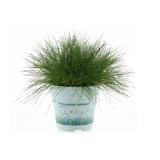 Bärenfell Schwingel "Ami Green" Topf-Ø ca. 10,5 cm Festuca gautieri OBI