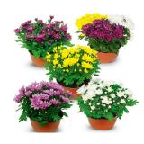Promotion Bild von Sommerchrysanthemen-Schale HOFER 1 Stück