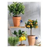 Zitrusstämmchen versch. Sorten HOFER 1 Stück