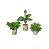 Frucht- oder Zierpflanze im Becher Erdbeere, Tomate, Banane, Kaffee oder Duftgeranie Lidl 1 Stück