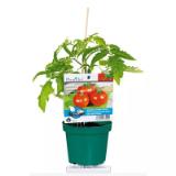 Plantiflor veredelte Salattomate „Ferline F1“ 702551 HELLWEG 1 Stück