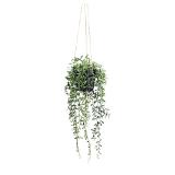 Promotion Bild von modern living Kunstpflanze „SENECIO HERREIANUS“ 4297513702 mömax 1 Stück
