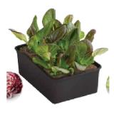 Bild von Radicchio, 6er Dehner 1 Schale