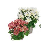 Bild von Sommerchrysantheme Sollinea HOFER 1 Stück