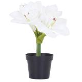Weihnachtliche Pflanzen„Amaryllis” 4297281101 Möbelix 1 Stück