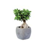 Ficus Ginseng in Viereck-Keramik Lidl 1 Stück