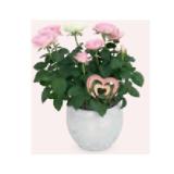 Blühpflanze Valentin Rose in Kugelkeramik HOFER 1 Stück