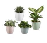 Grünpflanze im Keramiktopf versch. Arten und Topffarben Lidl 1 Stück