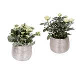 Blühpflanze in Keramik Kalanchoe oder Topfrose Lidl 1 Stück