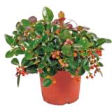 Plantiflor Rebhuhnbeere 314909 HELLWEG 1 Stück