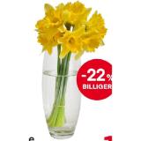 Englische Narzissen MPREIS 1 Bund