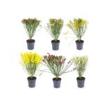 Edelginster versch. Sorten und Blütenfarben HOFER 1 Stück