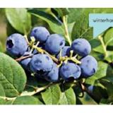 Bild von Plantiflor Heidelbeeren „Hortblue Petit“ 351135 HELLWEG 1 Stück