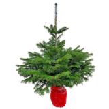 Plantiflor Nordmanntanne 110-130 cm 133459 HELLWEG  1 Stück