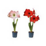 Amaryllis 2-Stieler versch. Blütenfarben Lidl 1 Stück