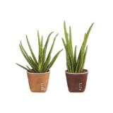 Aloe Vera „Lifestyle” in Keramik versch. Topffarben Lidl 1 Stück