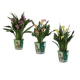 Promotion Bild von Calla mit Potcover Verschiedene Blütenfarben Lidl 1 Stück