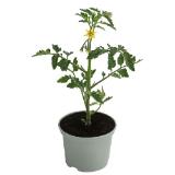 Dehner Schoko-Cocktailtomate, Topf Ø10,5 cm Dehner 1 Stück