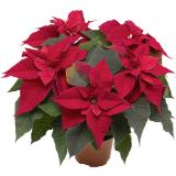 Weihnachtsstern mit 5 Blüten, Preisangabe ohne MwSt. (Preis inkl. MwSt. 4,85 €), METRO 1 Stück