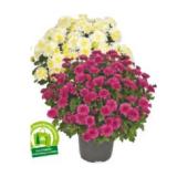 Chrysantheme Multiflora HOFER 1 Stück