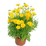 Plantiflor Mädchenauge 589222 HELLWEG 1 Stück