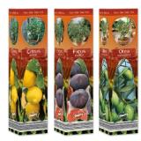 Mediterrane Pflanze in Faltschachtel div. Sorten Lidl 1 Stück