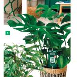 Philodendron Monstera deliciosa 42770567 BayWa 1 Stück