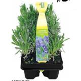 Dehner Lavendel Dehner 6 Stück