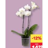 Phalaenopsis MPREIS 1 Stück