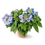 Bild von grow by OBI Hortensie Bloombuster Blau Höhe ca. 30 - 40 cm Hydrangea Hybride OBI 1 Stück