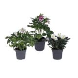 Schnee- oder Winter-Frühlingsrosen Verschiedene Blütenfarben Lidl 1 Stück