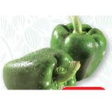 SPAR knackig-frischer Paprika grün SPAR Gourmet 1 Stück