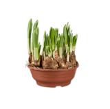 Narzissen in Schale Lidl 1 Stück