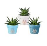 Grünpflanze in Keramik “Merry Christmas” Lidl 1 Stück