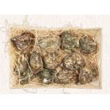 Austern Tia Maraa Sutterlüty 12 Stück