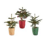 Nordmanntanne dekoriert im Jutetopf Verschiedene Topf- und Kugelfarben Lidl 1 Stück